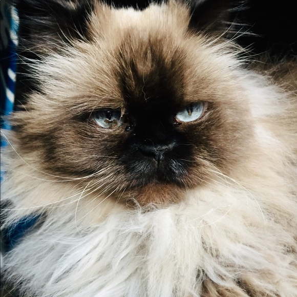 Meet your Posher, Vanessa - Picture 4 of 6